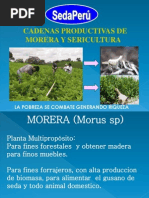 Morera y Sericultura