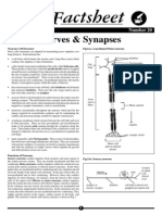 Biofact Sheet Nerves Synapses