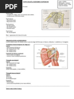 Topografia Miembro Superior