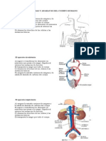 Sistemas y Aparatos Del Cuerpo Humano