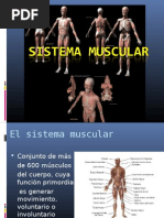 Sistema Muscular