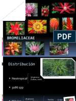 Bromeliaceae