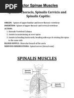 Erector Spinae Muscles: Spinalis Thoracis, Spinalis Cervicis and Spinalis Capitis