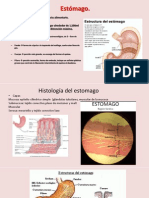 Expo Estómago