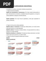 Clasificacion Del Tejido Epitelial