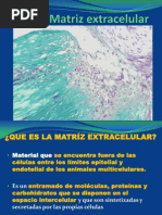 Matríz Extracelular