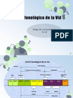 Ciclo Fenológico de La Vid