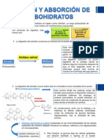 Digestión y Absorción de Carbohidratos