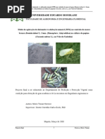 Efeito Da Aplicação de Diatomite Vs Adubação Mineral (NPK) No Controlo Da Mosca Branca Bemisia Tabaci L. Genn. (Homoptera: Aleyrodidae) Na Cultura de Pepino (Cucumis Sativus L.), No Vale Do Umbelúzi