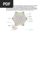 Lobulillo Hepatico