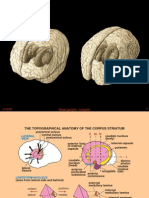 Basal Ganglia - Lengvári
