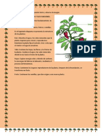 Texto de Las Plantas