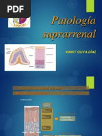 Expo Suprarrenal