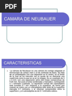 Camara de Neubauer