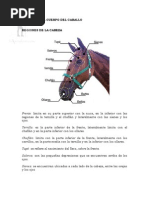 Regiones Del Cuerpo Del Caballo