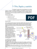 Cilios, Flagelos y Centriolos