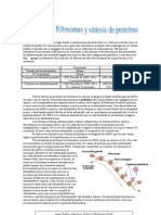 Los Ribosomas y La Síntesis de Proteínas