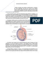 Anatomía Del Sistema Endocrino