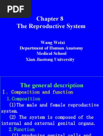 Chapter 6 Genital System