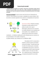 Tercera Ley de Mendel