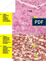 1 Repasos Tejido Conectivo 2013