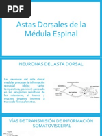 Astas Dorsales de La Médula Espinal