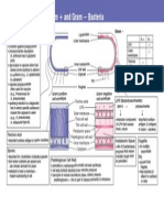 Important Features of Gram and Gram Bacteria