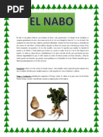 El Nabo Es Una Planta Herbácea