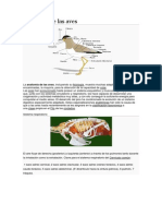 Anatomía de Las Aves