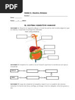 Sistema Digestivo