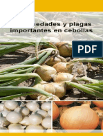 Bejo Enfermedades y Plagas Cebollas