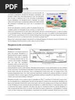 Phosphorus Cycle