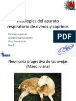 Patologías Del Aparato Respiratorio de Ovinos y Caprinos