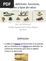 La Raíz, Definición, Funciones, Partes