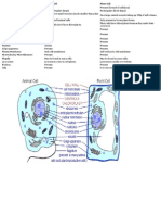 Animal Cell