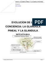 La Glandula Pineal y Pituitaria