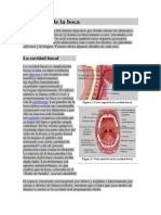 Anatomía de La Boca