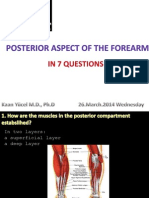 Posterior Aspect of The Forearm