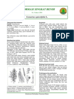 Casuarina Equisetifolia L