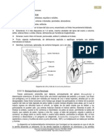 Aristolochiaceae