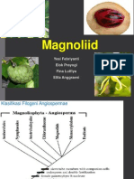 Magnoli Id 