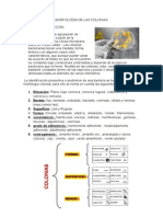 Morfología de Las Colonias