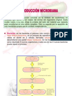 Anatomia Microbiana 2