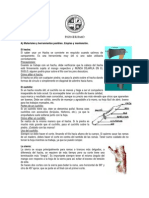 Pionerismo PDF