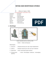 ACARA 4 Porifera Dan Identifikasi Sponge