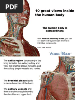 Anatomy Atlas Preview 