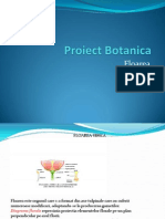 Proiect Botanica Power Point