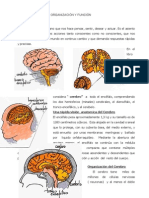 El Cerebro 3 PDF