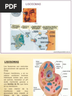 Lisosomas - Ribosomas