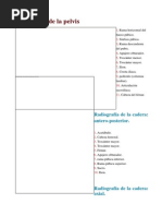 Cadera Radiología